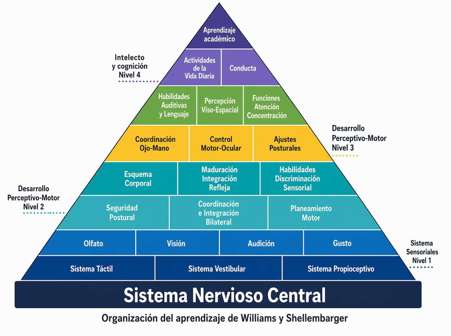 4 - Pirámide organización del aprendizaje Williams y Shellemberger