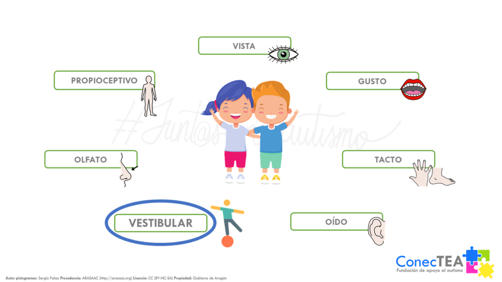 Cómo influye el sistema vestibular en las personas con autismo - Embedded Image 1