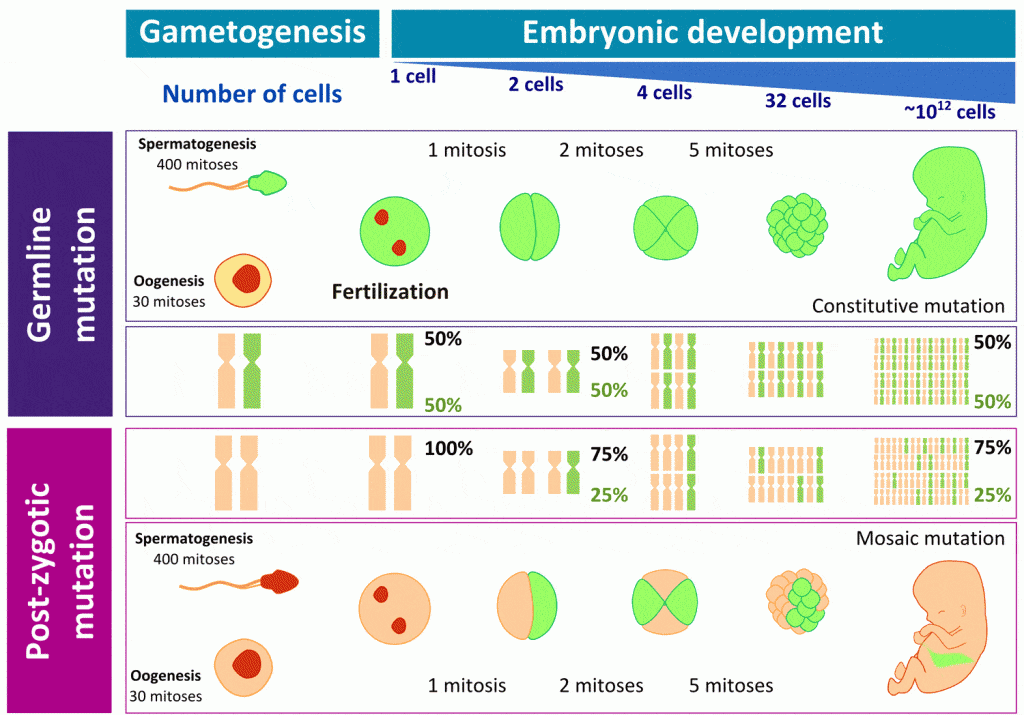Genética y autismo: una relación inevitable - Embedded Image 4
